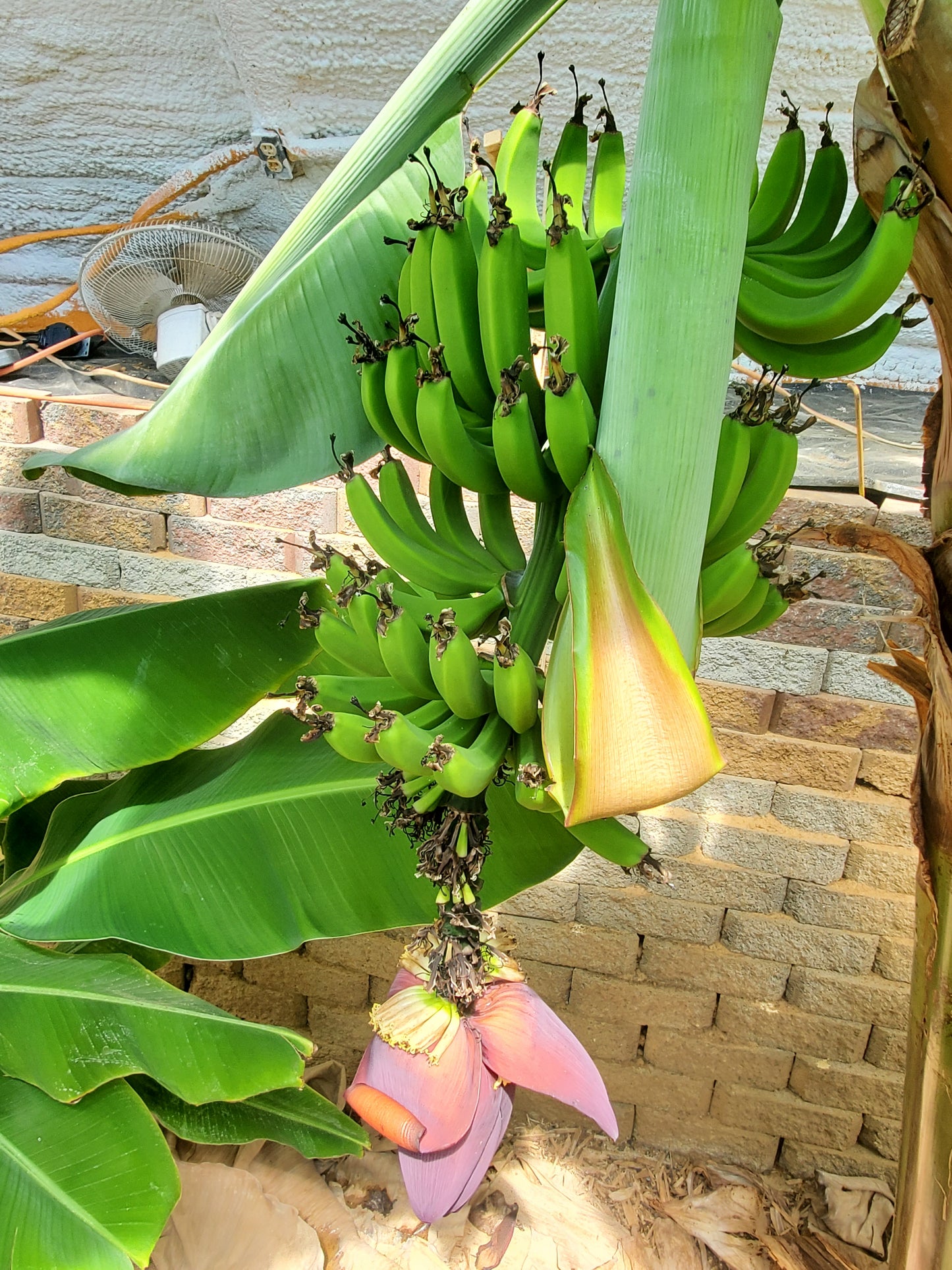 Manzano Apple Banana Plant up to 2-3 ft