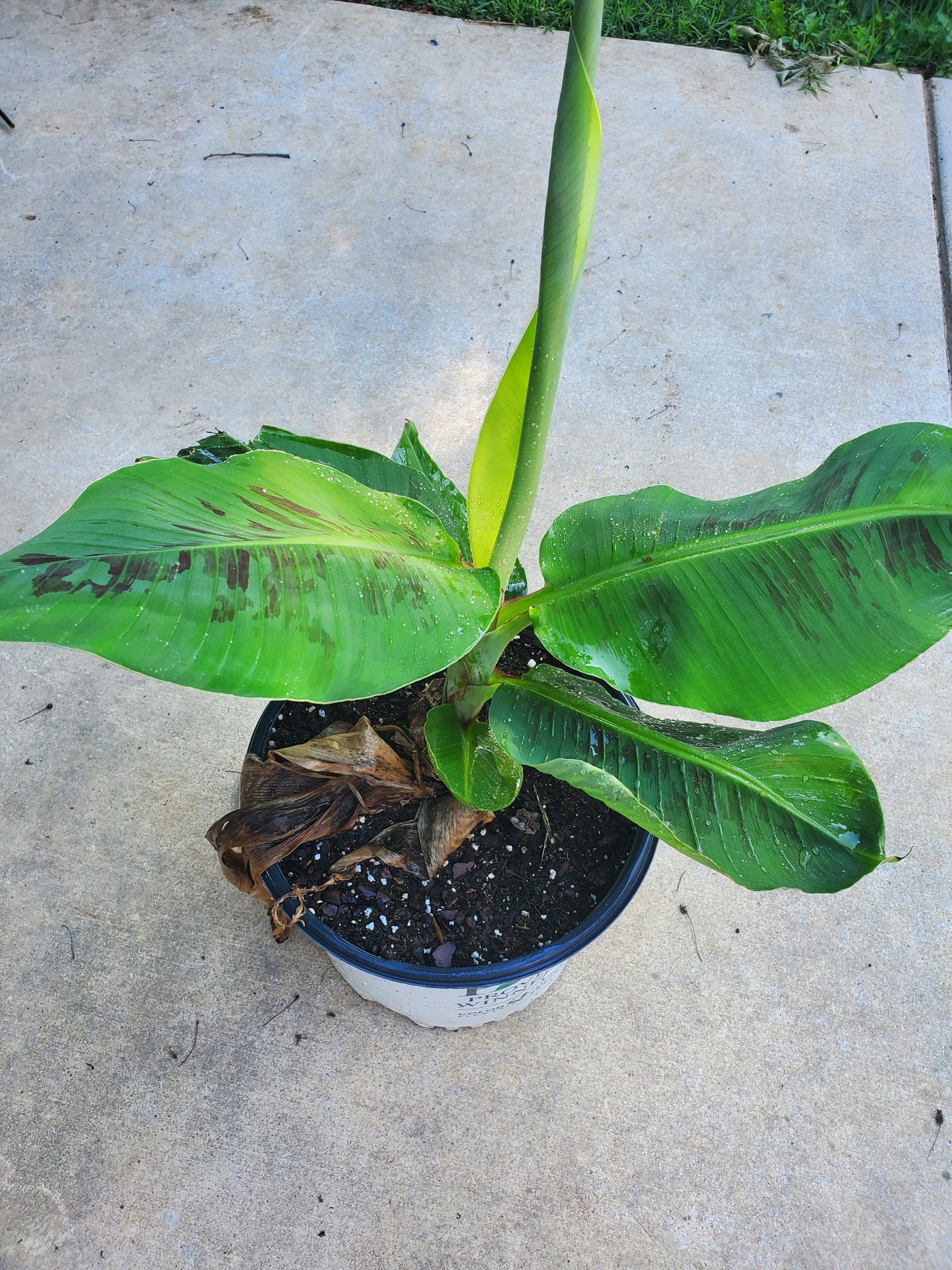 Manzano Apple Banana Plant up to 2-3 ft
