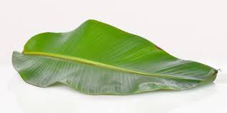Banana Leaves - Large