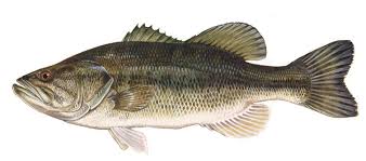 Live Largemouth Bass - Premium Fresh Fish Direct to Market Sold by the pound