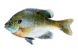 Bluegill - Essential Panfish for Balanced Pond Ecosystems
