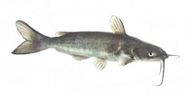 Live Channel Catfish - Fresh from Pond to Plate - Sold by the pound.