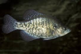 Crappie - Excellent Panfish for Pond Stocking