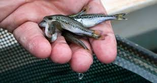 Largemouth Bass Fingerlings - Premium Game Fish for Pond Stocking